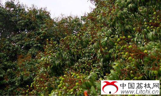 灵山青涩荔枝缀满枝头（摄影：何冬菁）