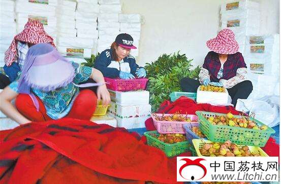 玉溪元江:早熟荔枝&ldquo;红&rdquo;农家