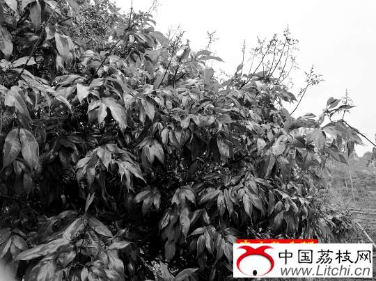 荔枝将上市 200亩&ldquo;妃子笑&rdquo;笑不出来