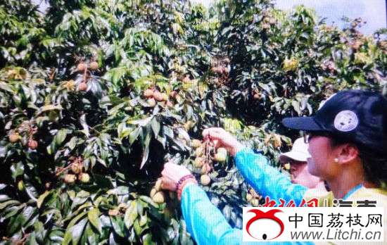 市民游客在荔枝园采摘。