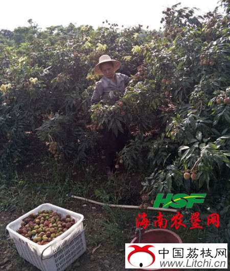 图为果农正在采摘荔枝。